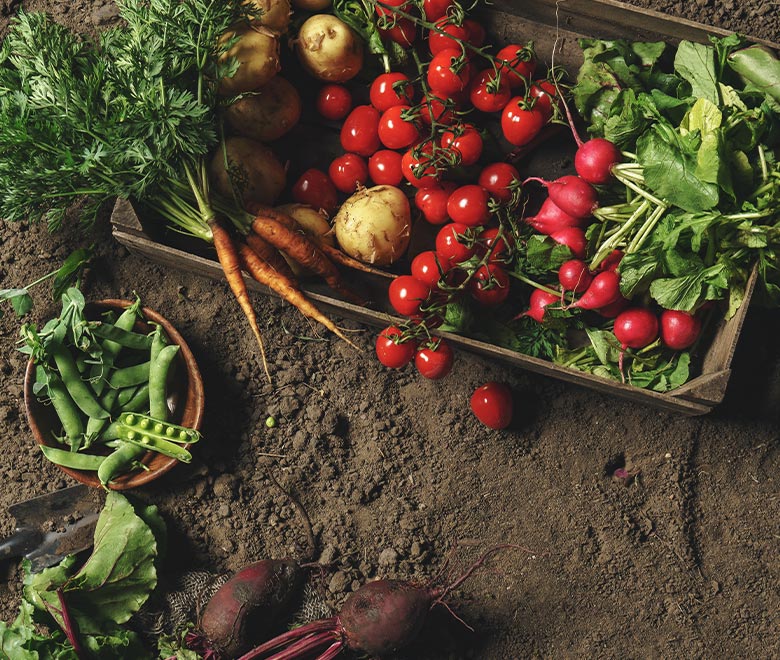 Vegetable Garden Organic Care