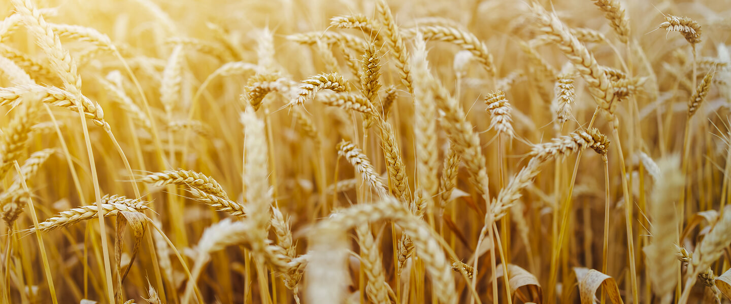 Wheat Farming Service